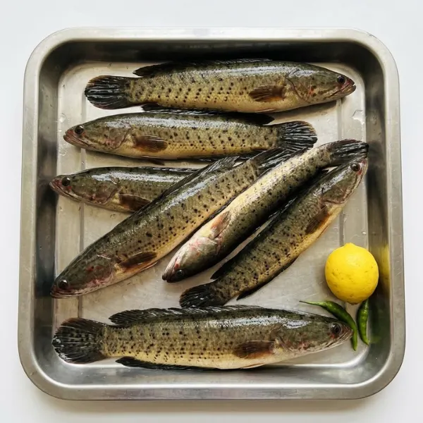 Cleaned frozen Taki spotted snakehead fish 400g block London