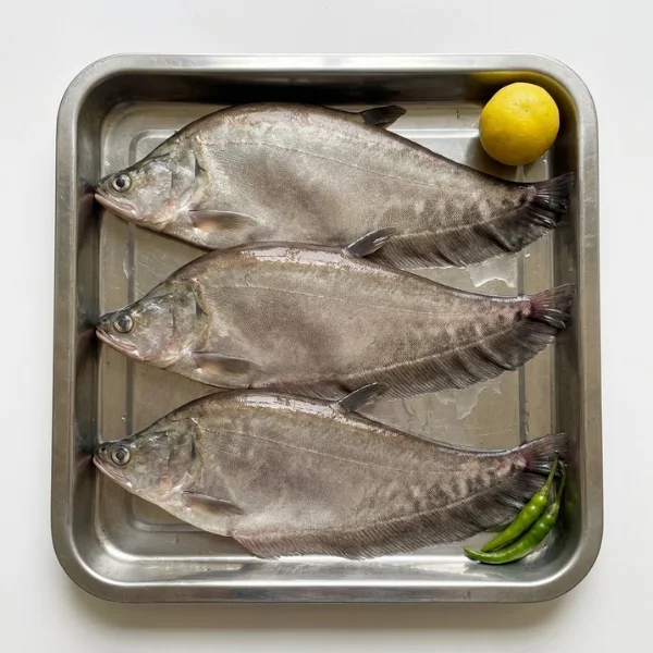 Fresh Kangla Foli bronze featherback fish per kg UK