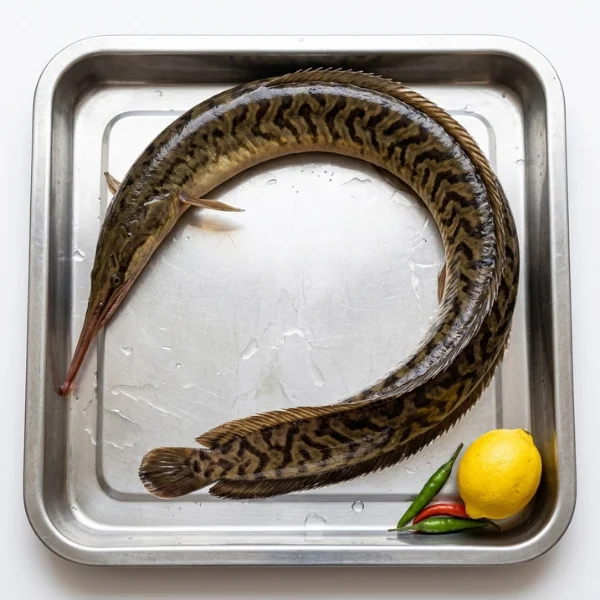 Fresh large Long Baim spiny eel fish per kg wholesale London