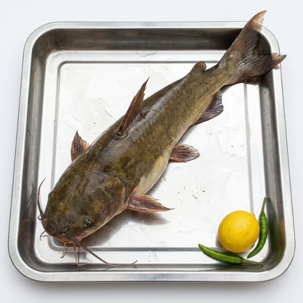 Fresh Rita river catfish sold by weight per kg UK
