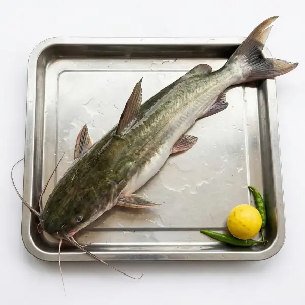 Fresh Ayer Air fish whole piece delivered London wholesale