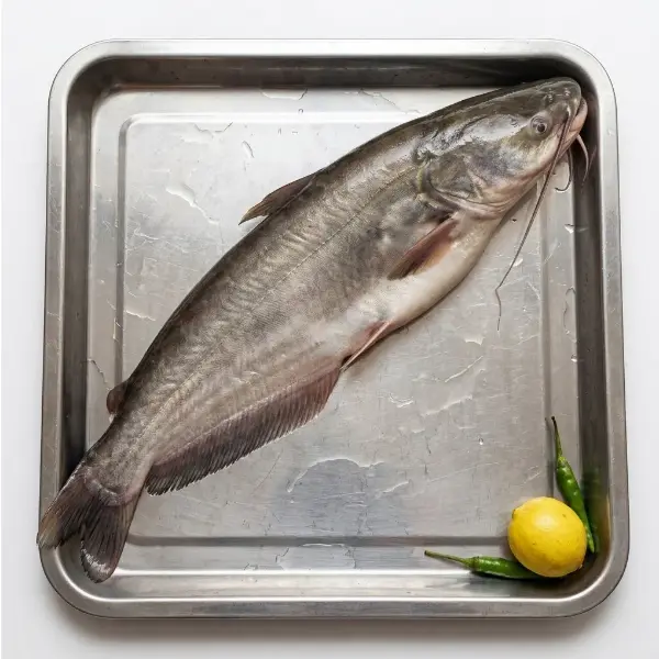 Fresh Boal fish 3kg plus whole fish London delivery